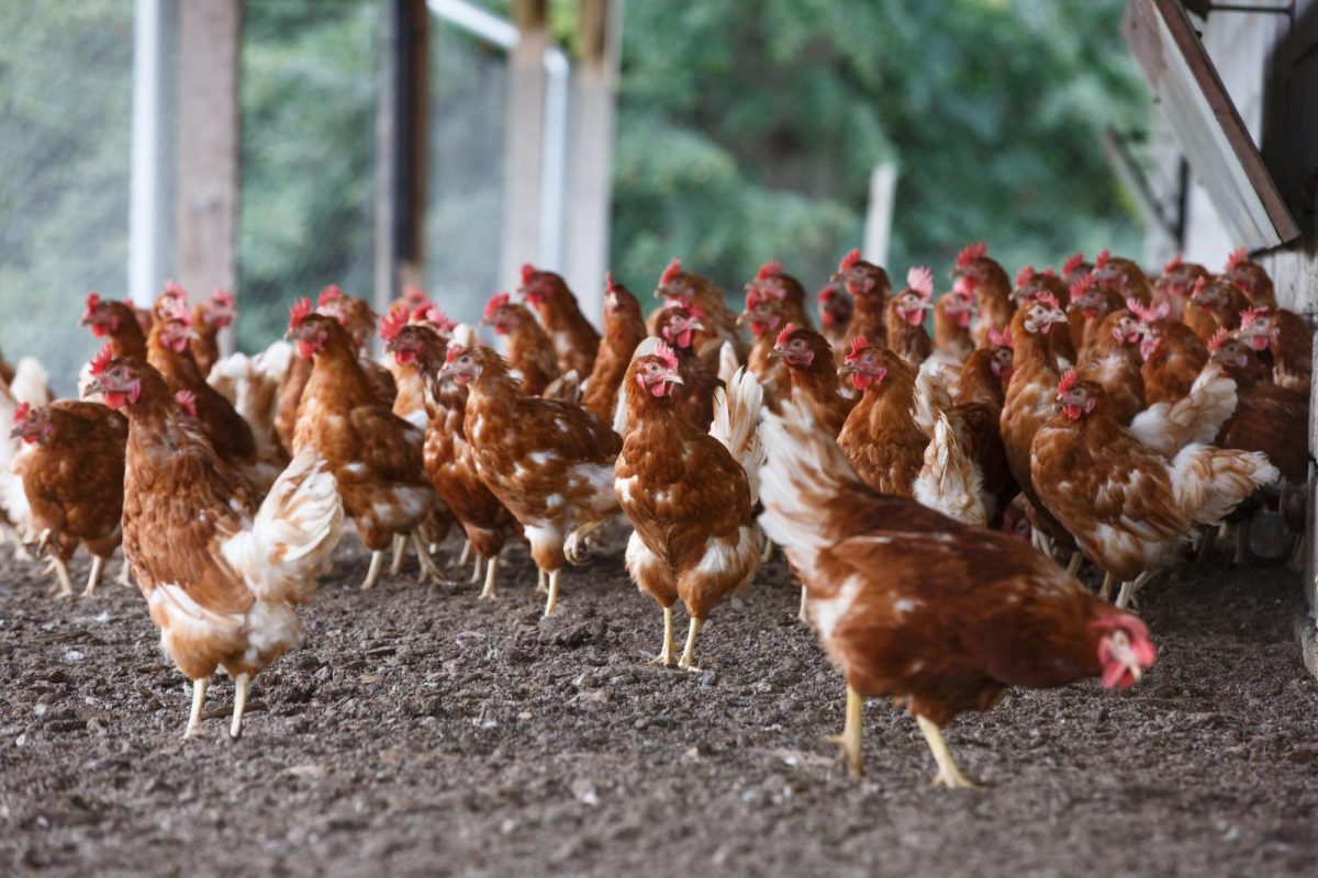 Free-cage Chicken at Avani Pattaya Resort Farm