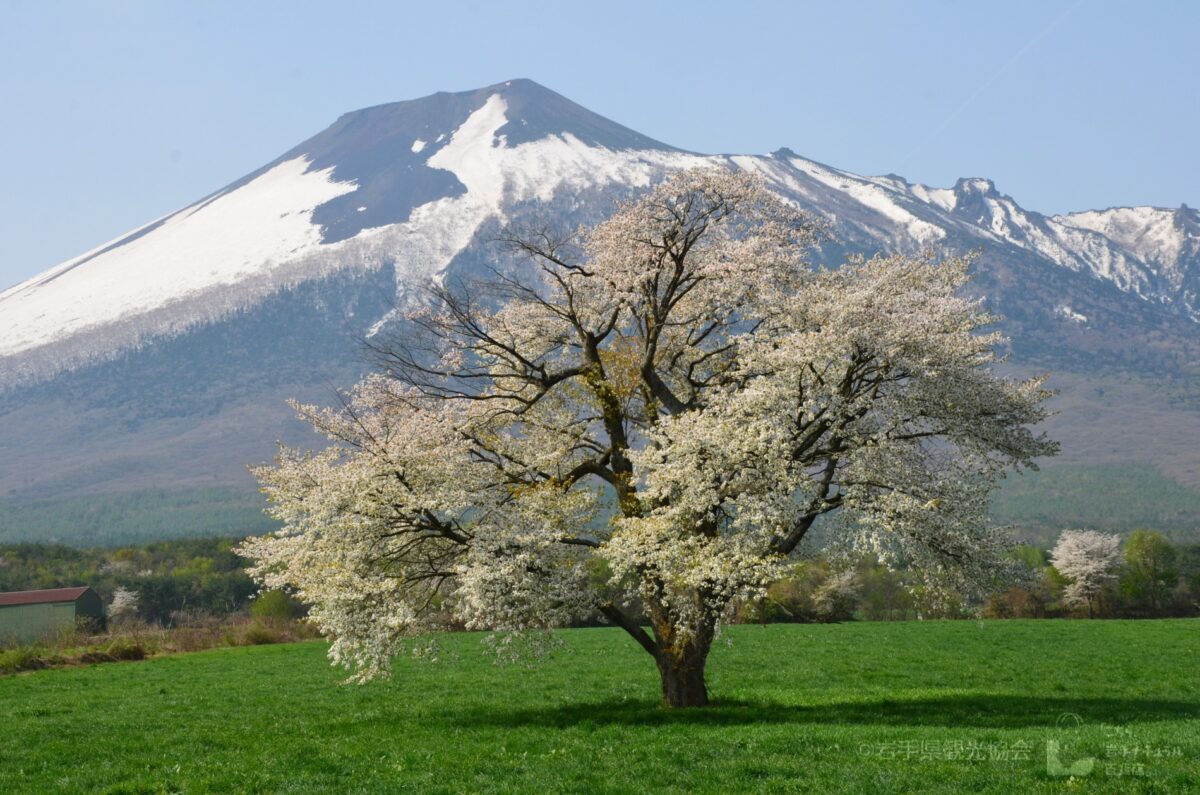 Top Places to Go in Tohoku During Spring