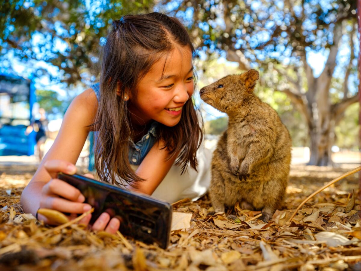Quokka, Rottnest Island, Western Australia