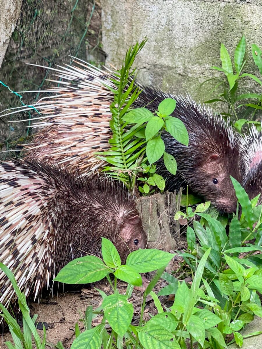 Ali & Son Porcupine Farm