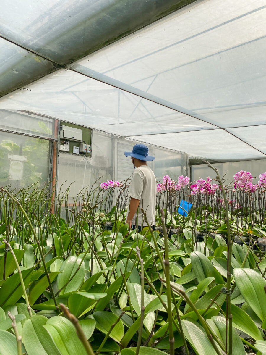 WORLD OF PHALAENOPSIS