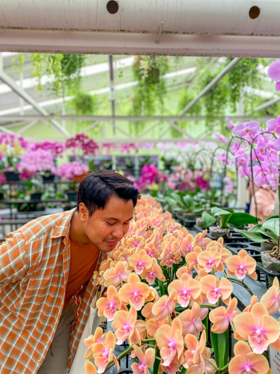 WORLD OF PHALAENOPSIS