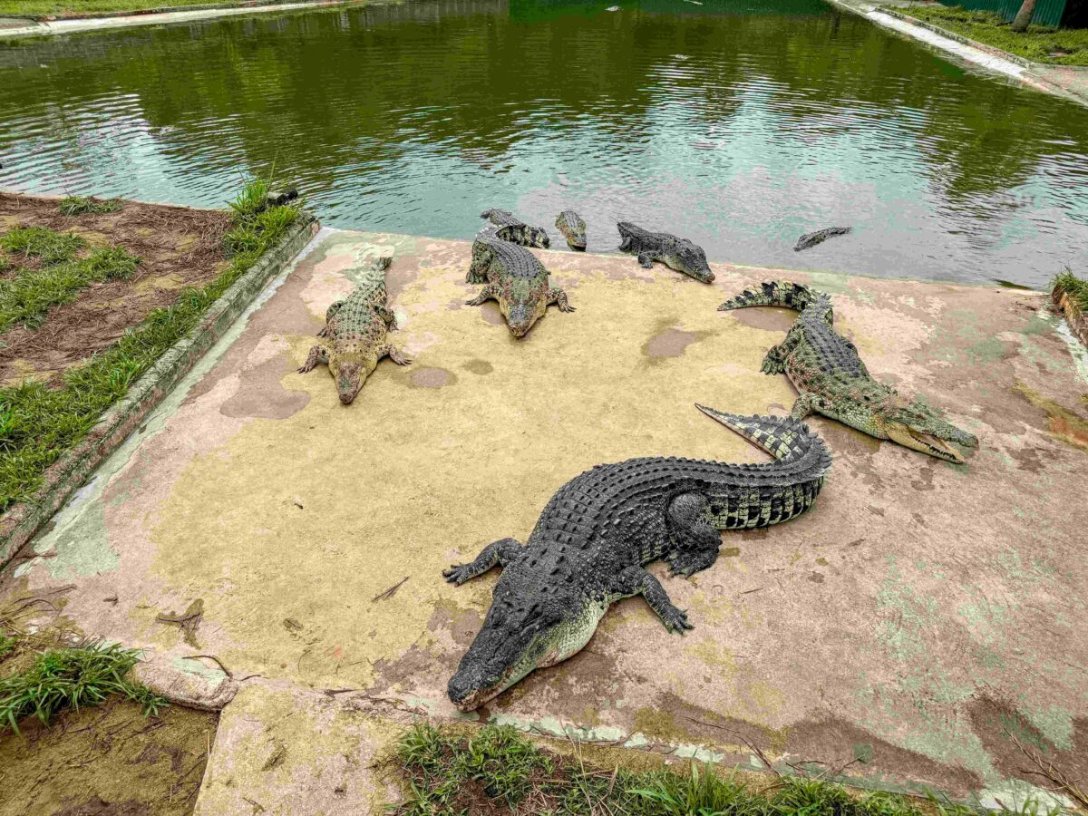 Sarang Buaya (1)