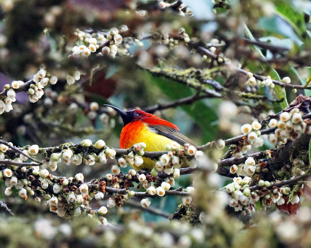 A green-tailed sunbird.