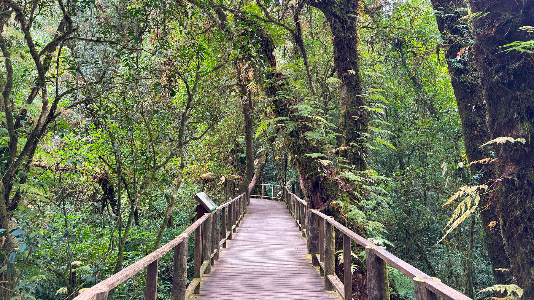 The forest of Doi Inthanon National Park is a moist evergreen cloud forest, characterized by high humidity and consistently cool temperatures.