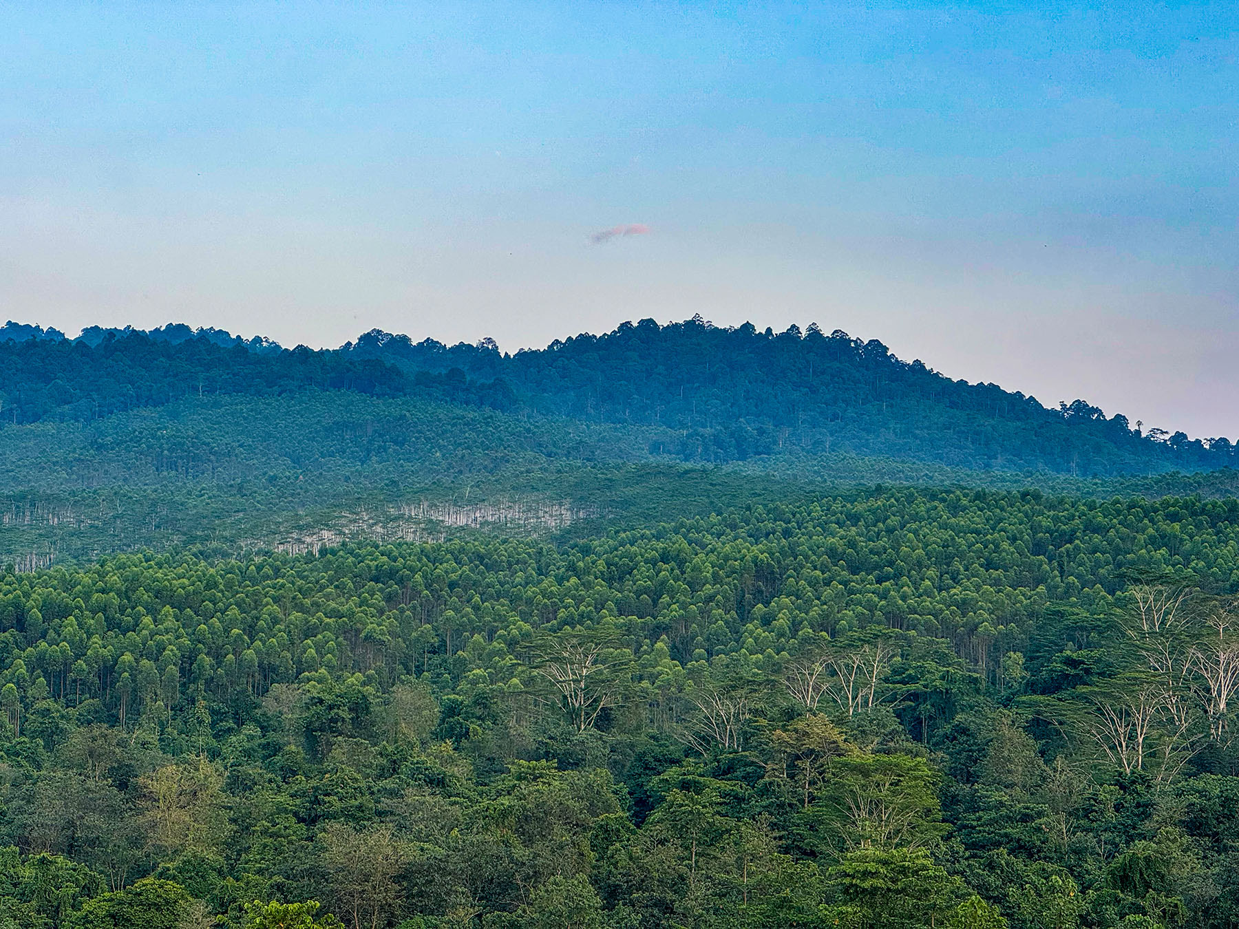 The wildlife corridor can be seen integrating within the forest reserves along the plantation grounds. Photo: Ed Junaidi/Gaya Travel Magazine.