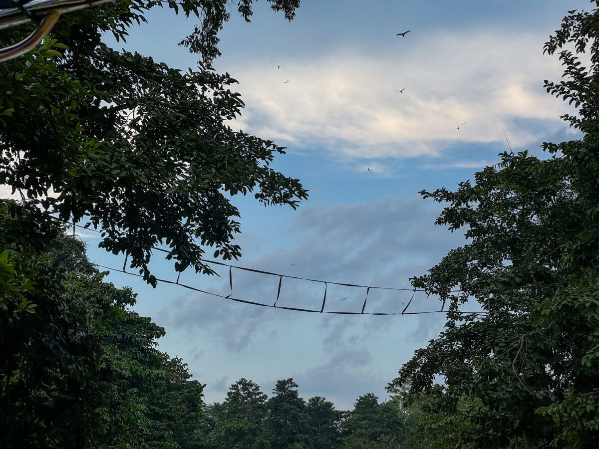 The installation of orangutan bridges across Sungai Pin tributaries can be seen to make great impact to facilitate the movement of primates. Photo: Ed Junaidi/Gaya Travel Magazine.