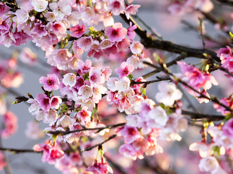 Cherry blossom in Taiwan
