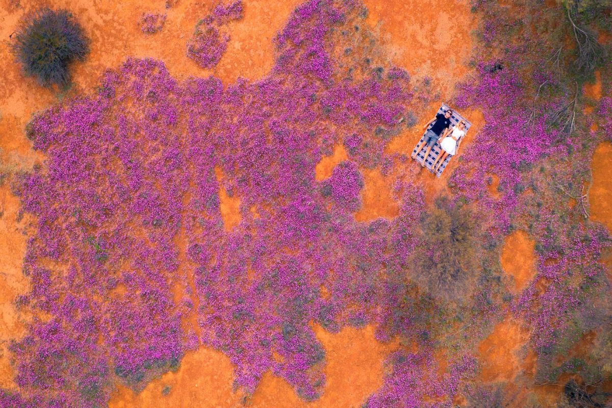 Wildflowers, between Mukinbudin and Bencubbin