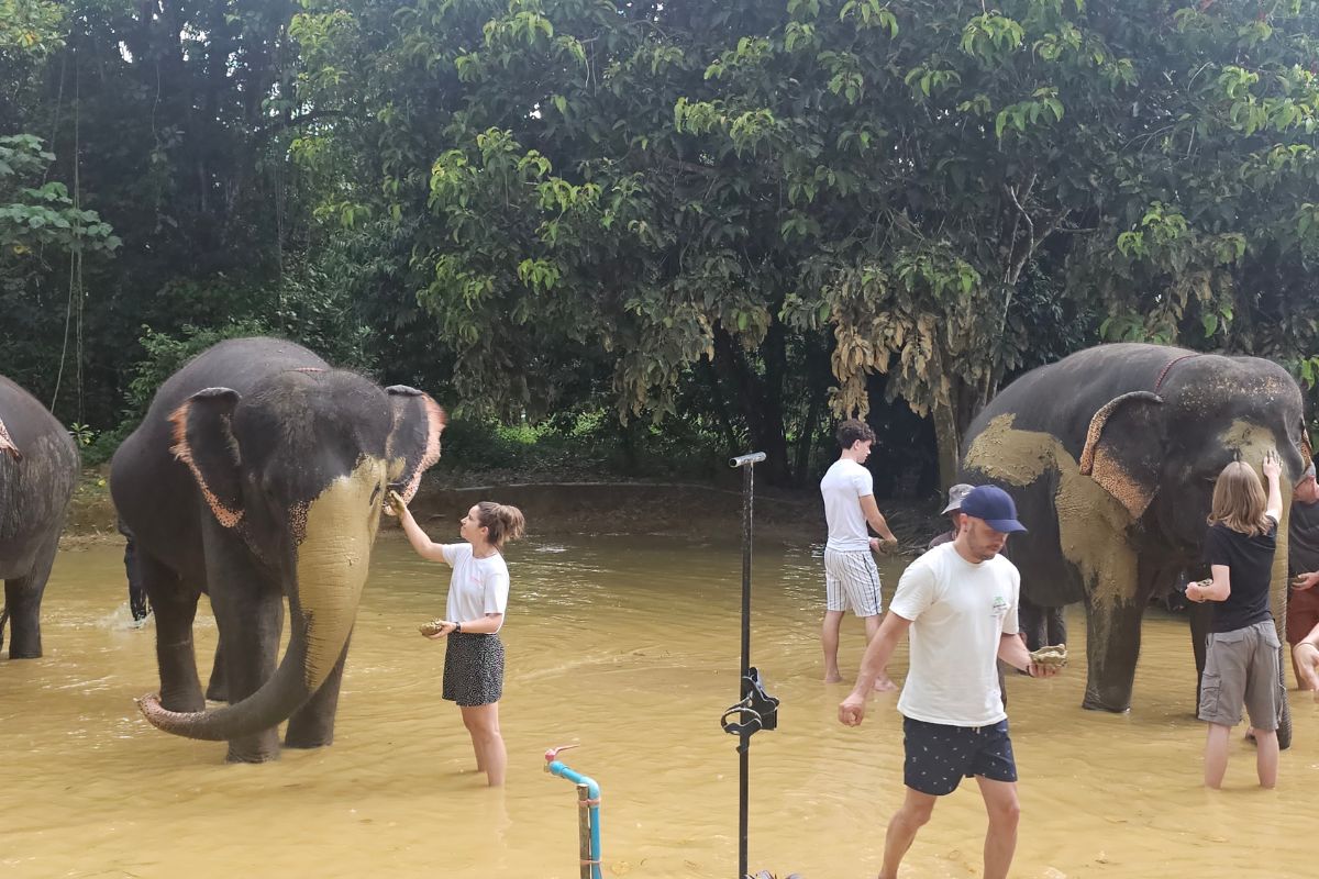 Thongsuk Elephant Park