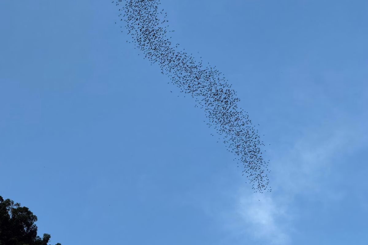 bats in mulu national park