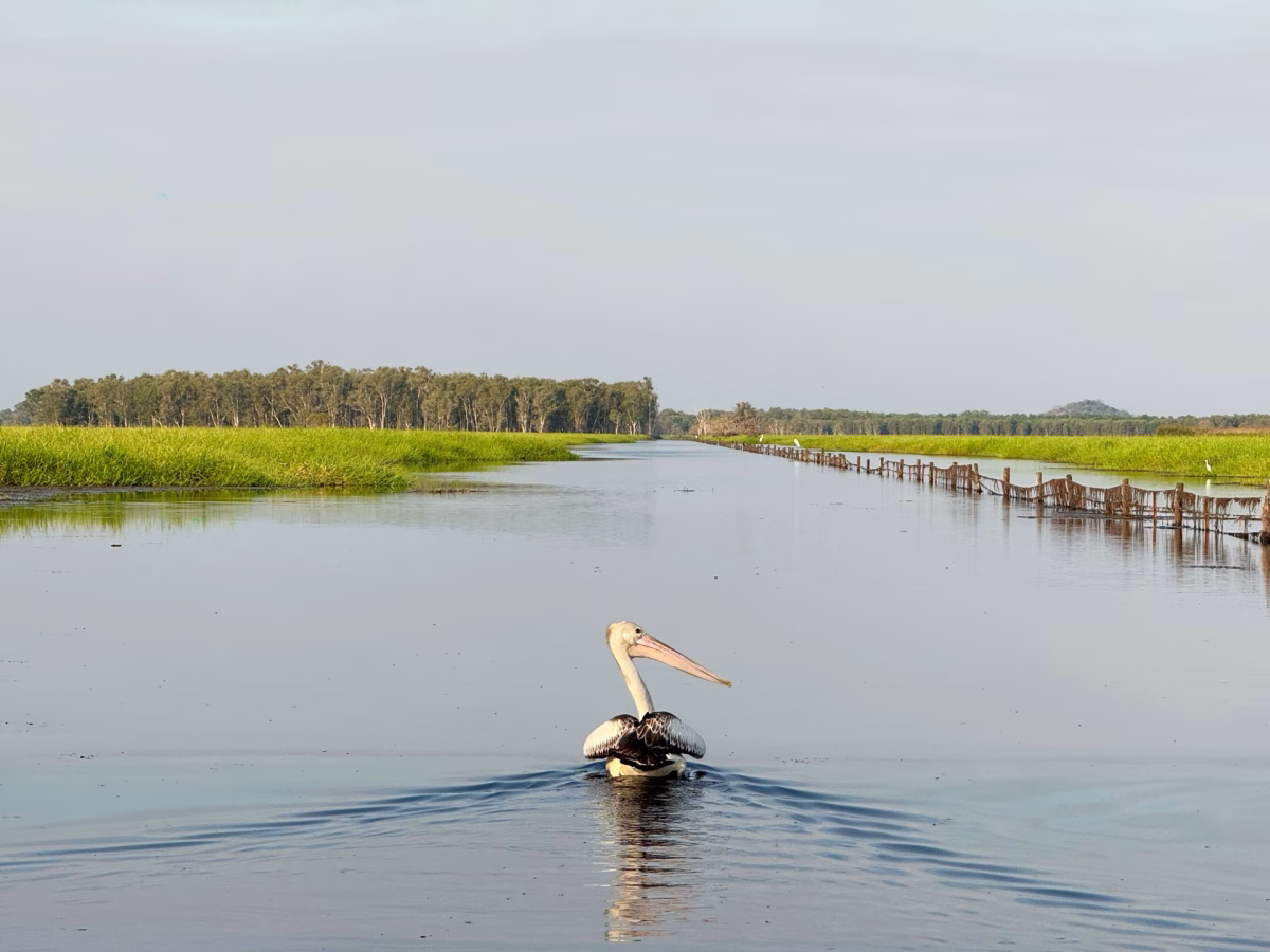 Finniss River floodplain on an airboat