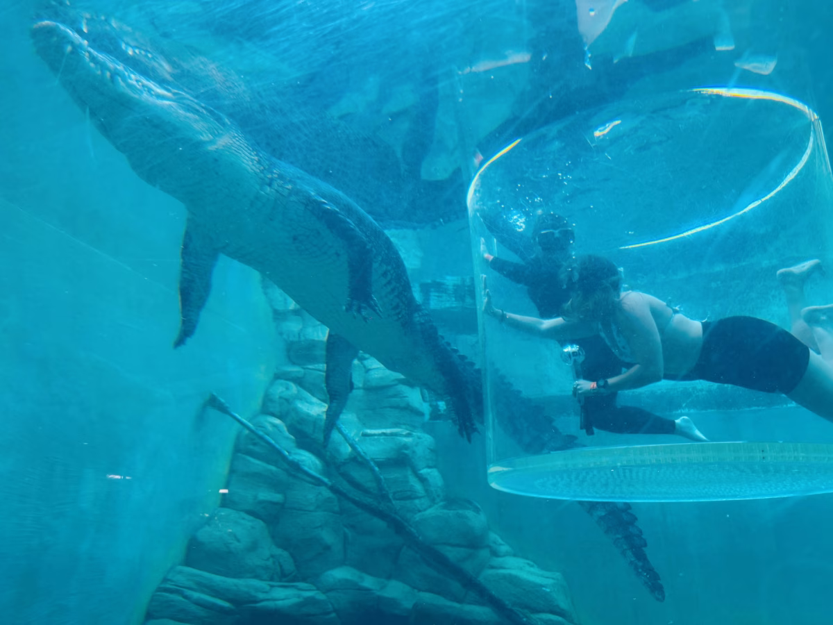 Cage of Death at Crocosaurus Cove, Darwin
