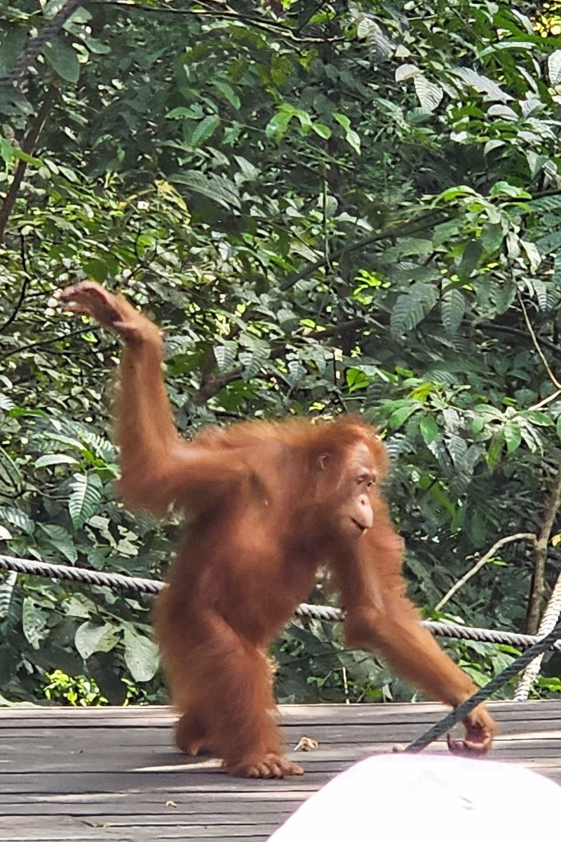 Orangutan at Semenggoh Wildlife Centre. Photo by Juhan Kamaruddin.
