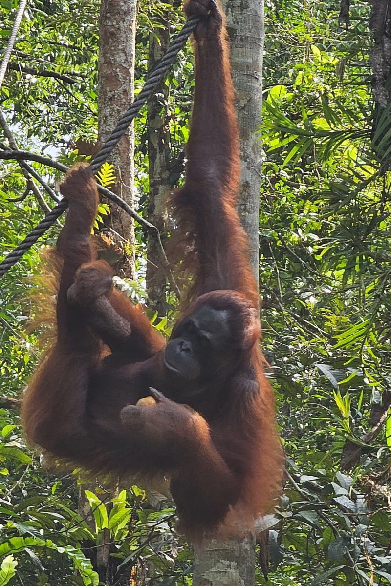 Orangutan at Semenggoh Wildlife Centre. Photo by Juhan Kamaruddin.