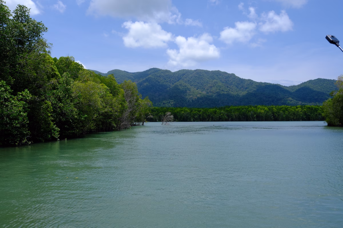 Catamaran Mangrove Experience