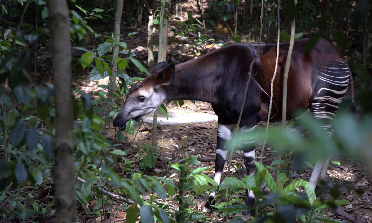 The okapi, an endangered species native to Central Africa, will make its Southeast Asia debut at Rainforest Wild Adventure East. It is often described as resembling a cross between a giraffe and a zebra. Photo credit: Mandai Wildlife Group