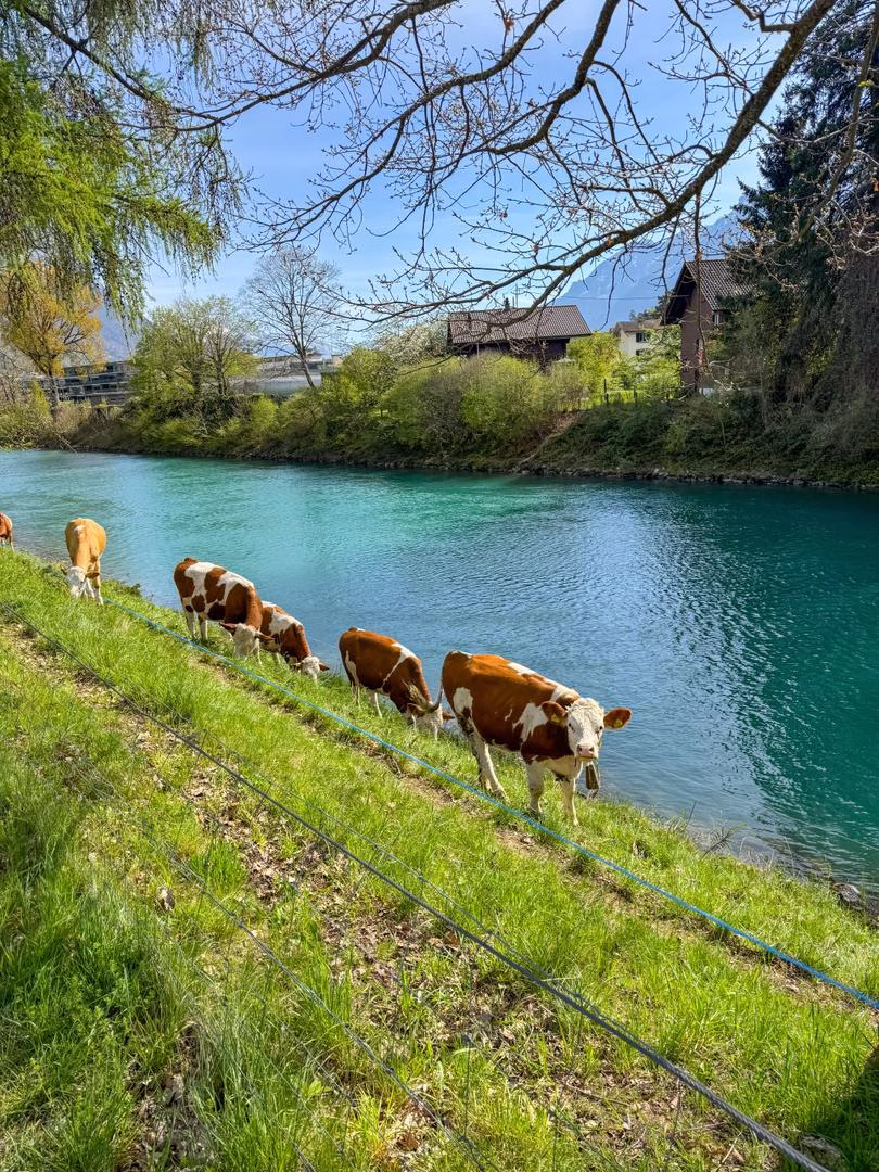 Cows grazing beside the turquoise waters of the Aare River during an e-bike tour in Interlaken, Switzerland.