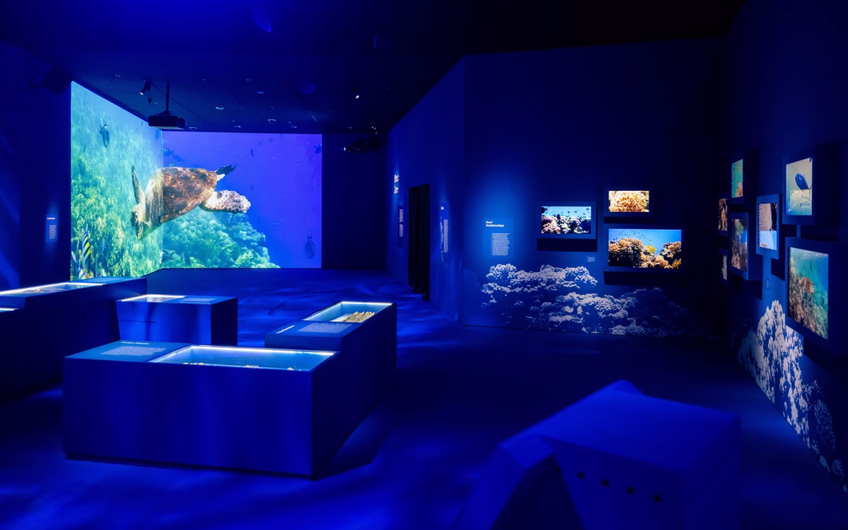 Vivid footage of deep-sea creatures reveal the resilience and diversity of life in extreme deep-sea environments. (Credit to Marina Bay Sands)