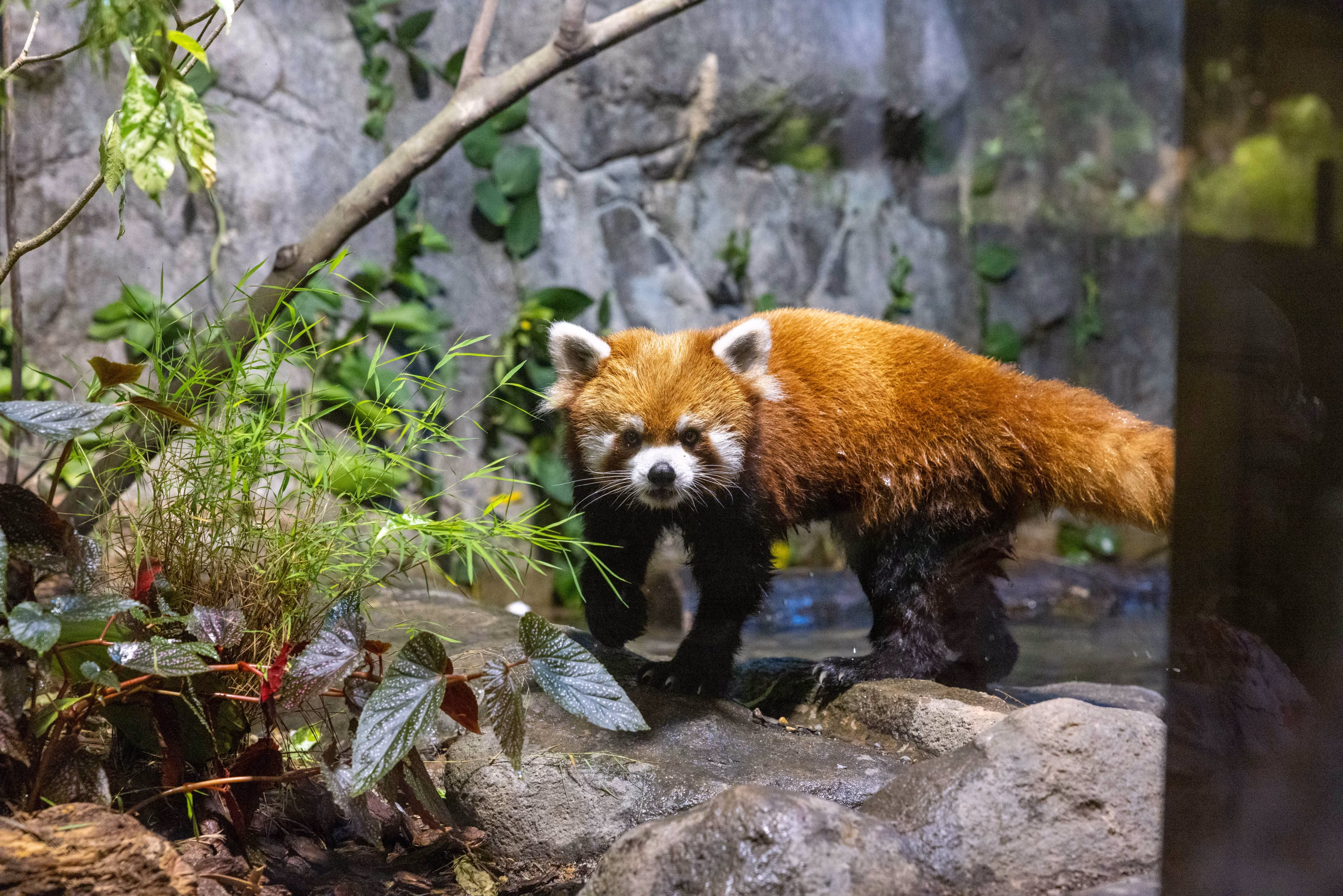 Yaffa's purpose-built exhibit comes with a pool and space to climb. Credit_ Mandai Wildlife Group