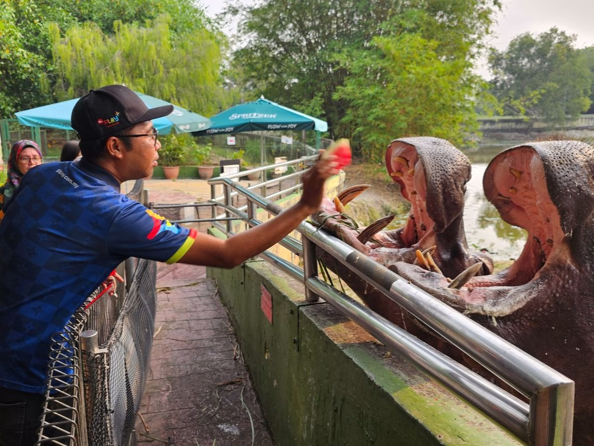A visitor feeds two hippopotamuses at Paya Indah Wetlands in Selangor, Malaysia.