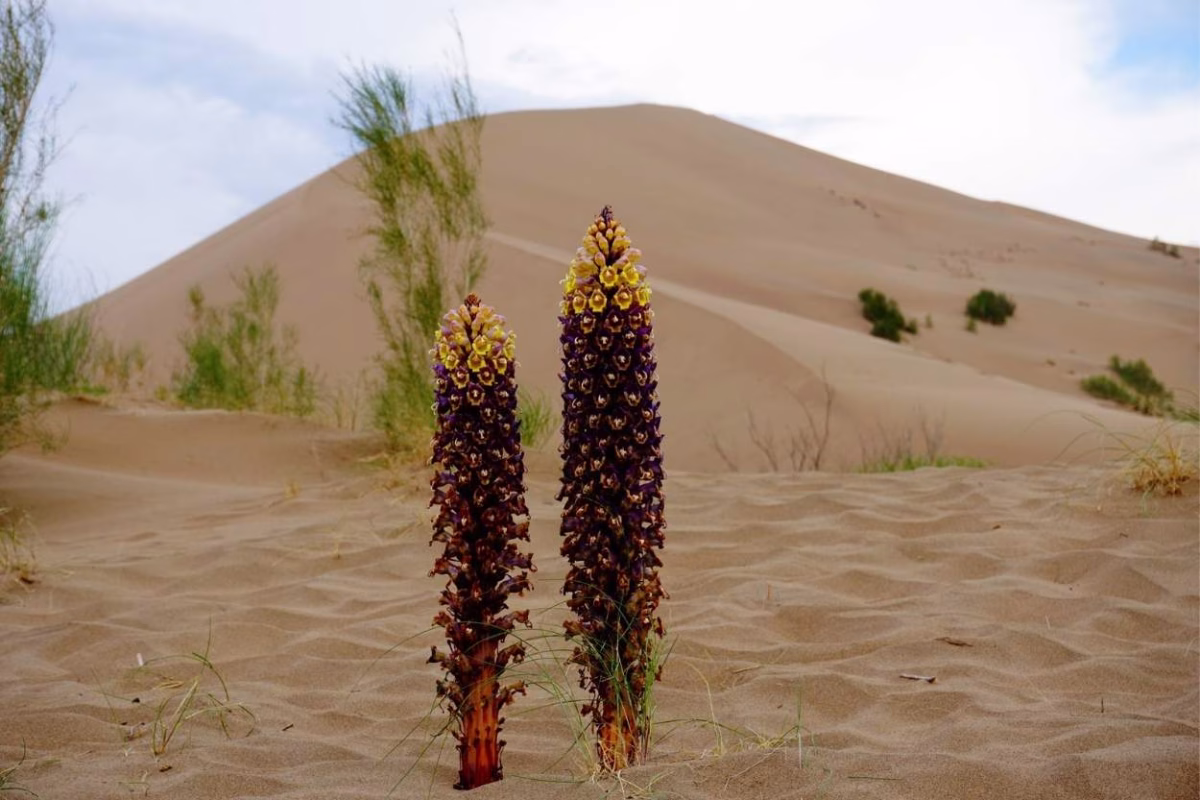Singing Dune, Altyn-Emel